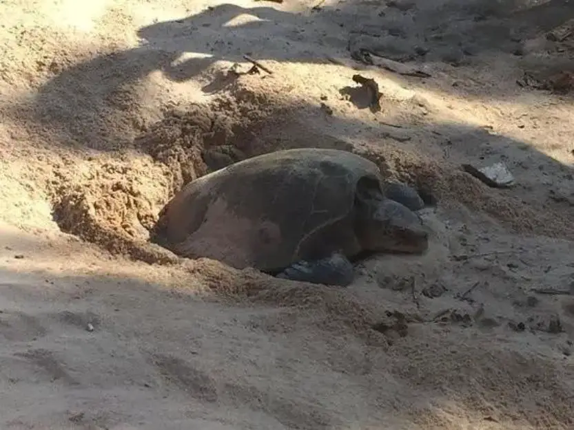 Turtle laying eggs on Rekawa Beach
