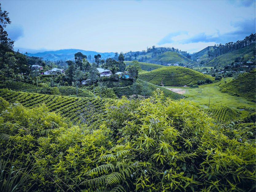 Views of tea plantations and mountains from the train from Kandy to Ella in Sri Lanka