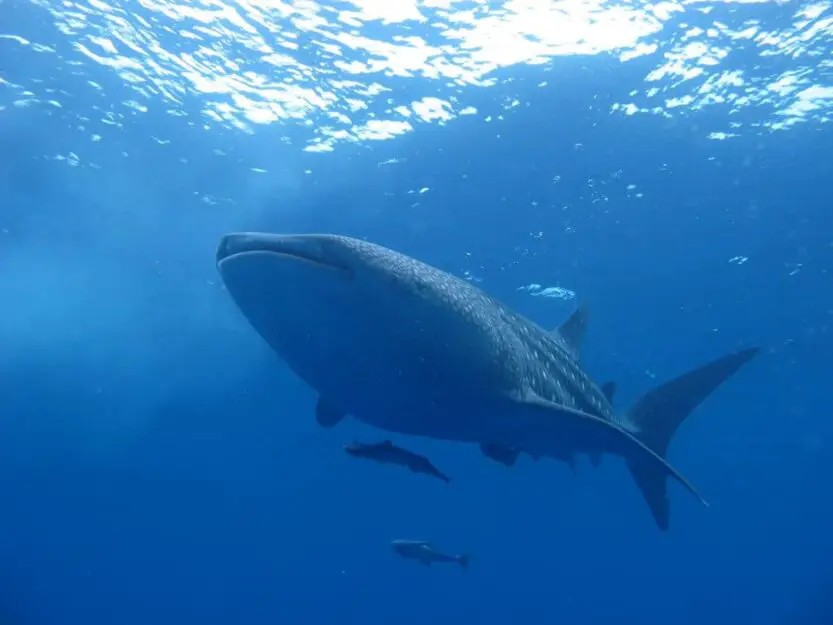 Whale Shark in Placencia, Belize