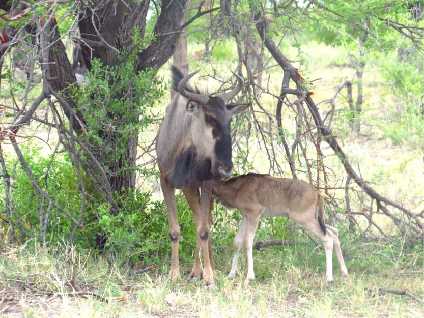 Wildebeest with a baby Namibia in Tanzania